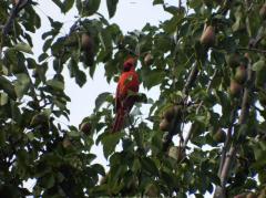 cardinal-in-tree-24.jpg